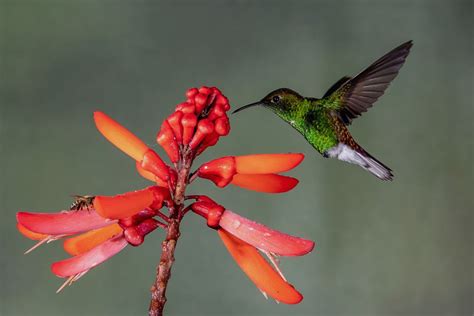 Are There Hummingbirds In The Caribbean?