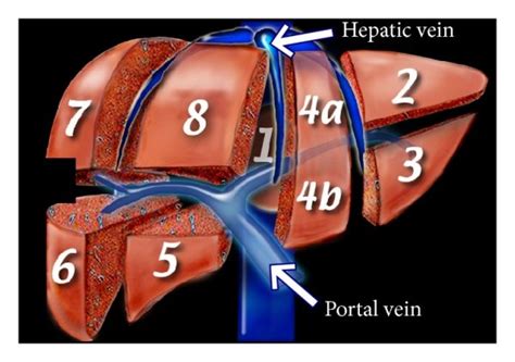 Couinaud classification of liver anatomy. | Download Scientific Diagram