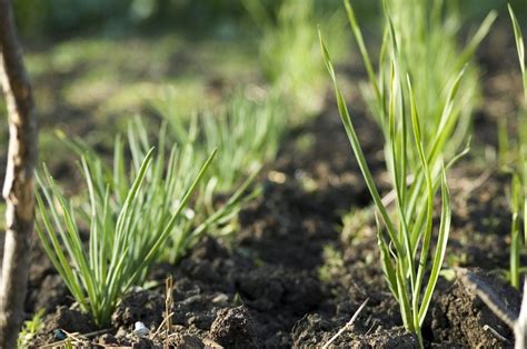 Information About Growing Shallots In The Garden | Gardening Know How