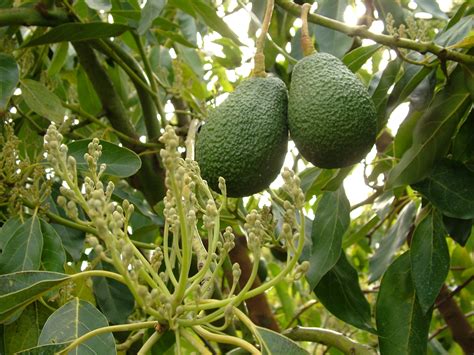 Growing avocados: flowering, pollination and fruit set | Agriculture and Food