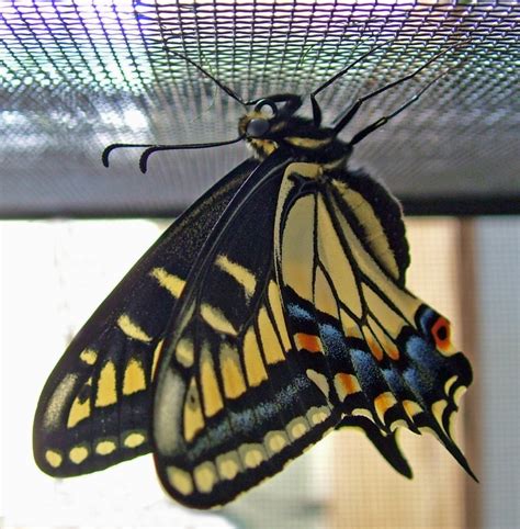 Life cycle of the anise swallowtail butterfly | Garden Delights Arts & Crafts