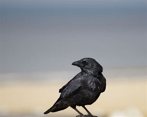 Download wallpaper 1280x1024 raven, bird, feathers, wildlife standard 5:4 hd background