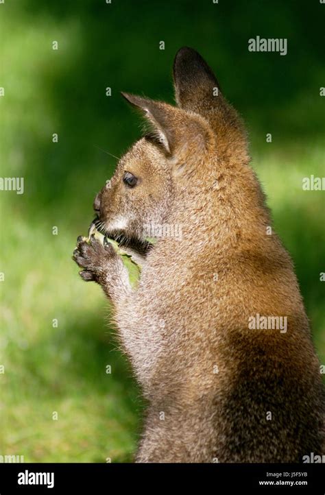 Australia la piel de mamíferos pequeños pequeñas garras cortas tlacuache comiendo comer come ...