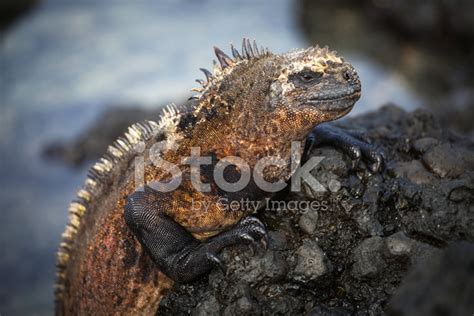 Galapagos Marine Iguana Stock Photo | Royalty-Free | FreeImages