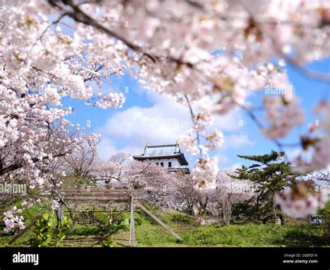 Cherry Blossoms in Matsumae Castle, Hokkaido, Japan Stock Photo - Alamy