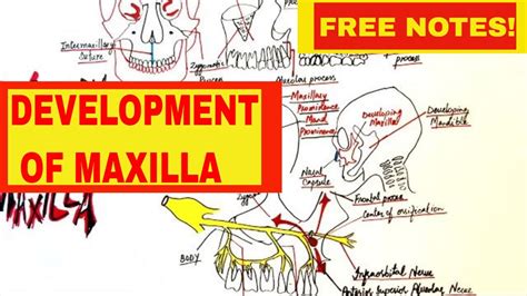 Development Of Maxilla - Embryology - YouTube