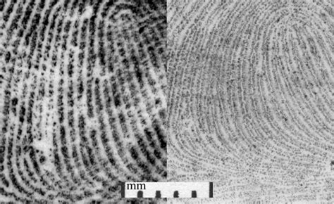 FBI — Figure 10: Recording of an epidermal and dermal fingerprint.