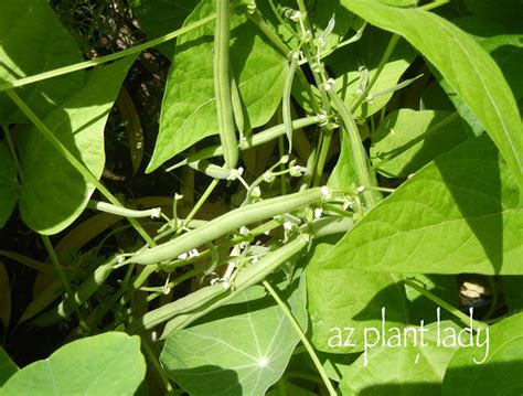 Green Bean Harvest - Ramblings from a Desert Garden