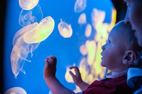 Jellyfish in Aquarium – free photo on Barnimages