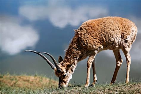 The Tibetan Antelope