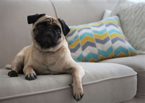 Older Pug and Health Problems’ Symptoms: How Senior Pugs Are Affected ...