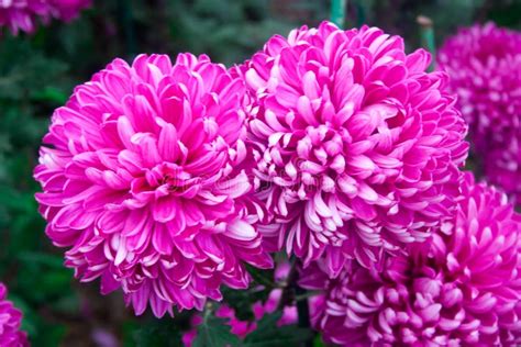 Beautiful Pink Chrysanthemum As Background Picture. Chrysanthemum ...