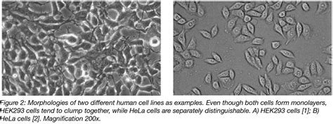 10 Basic tips for mammalian cell culture