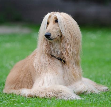 4 Long Haired Dog Breeds You Should Know About - Sunnydays Pets