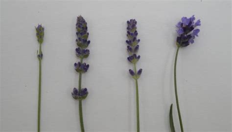 LAVENDER FLOWER STAGES