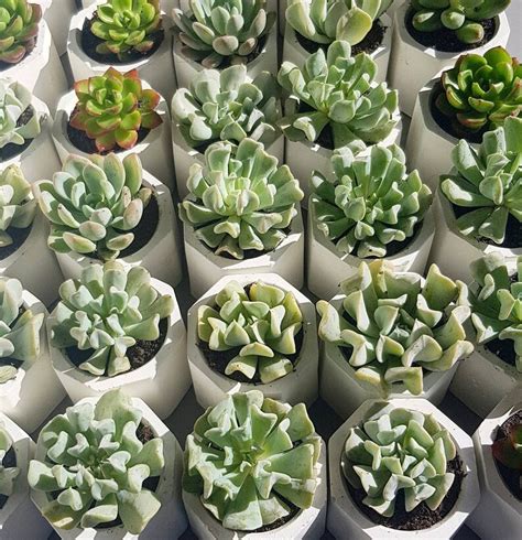 Mini Succulents / Bulk Succulents / Assorted Succulents / - Etsy