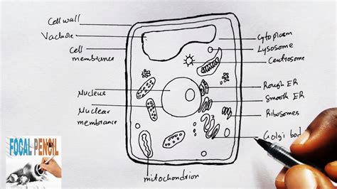 How To Draw Plant Cell ( step by step Drawing tutorial) VERY SIMPLE - YouTube