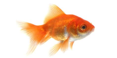 Goldfish Care - Breeding,Feeding,Diseases Etc...