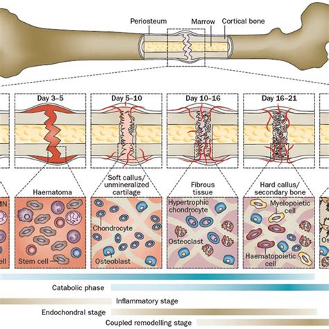 Functional Biomaterials for Bone Regeneration: A Lesson in Complex ...