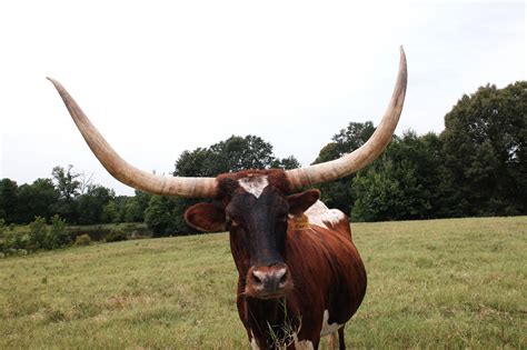 «Longhorn» HD Wallpapers