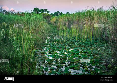 Green plants in swamp in Everglades National Park, Florida, USA Stock ...