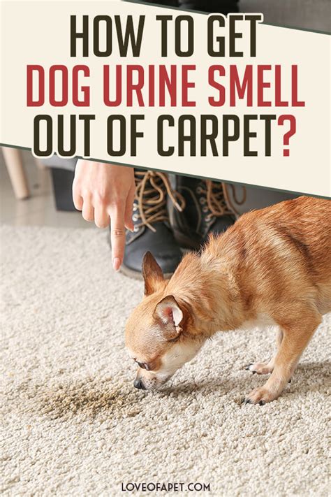 How to Get Dog Urine Smell Out of Carpet - Love Of A Pet