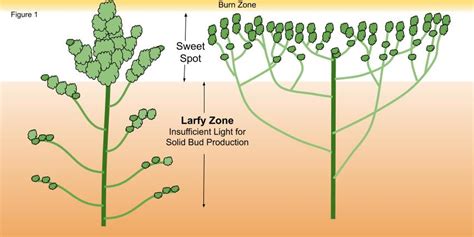 Pruning Marijuana Diagram 075