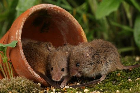 Harvest Mice in Natural Habitat Stock Photo - Image of climbing, mammal: 139002446