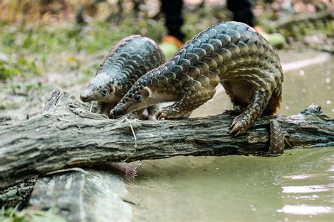 China Removes Pangolin Scales From Official Traditional Medicine List - Saigoneer