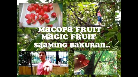 MACOPA FRUIT // MAGIC FRUIT AND CALAMANSI // Kapag mayroon kang itinanim...mayroon kang aanihin ...