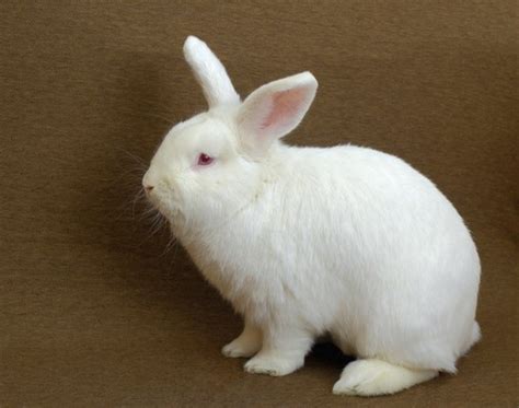 New Zealand Rabbits | USA Rabbit Breeders