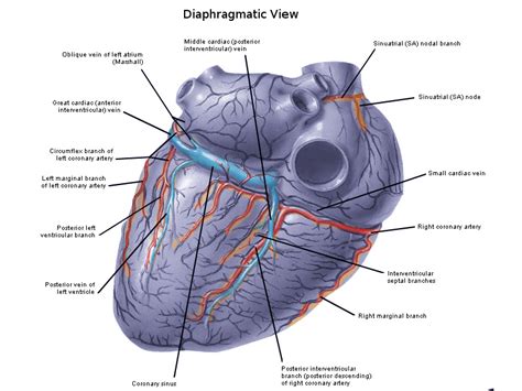 Anatomy, Thorax, Heart Veins - StatPearls - NCBI Bookshelf