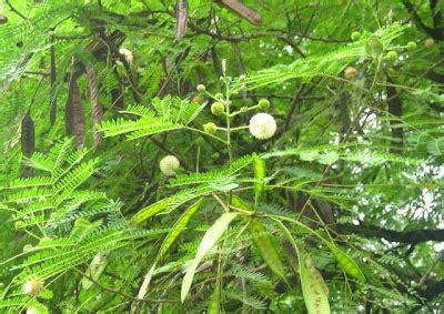 a miracle of Ipil ipil tree and other unique trees: Ipil ipil ree