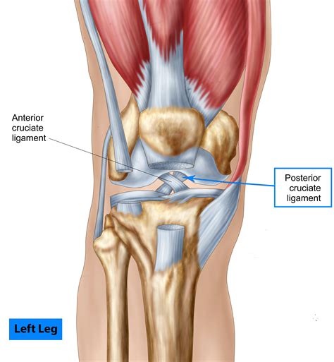 Cruciform Ligament