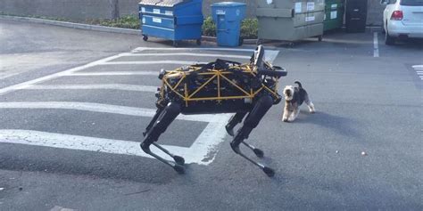 Real Dog Squares Off Against a Robot Dog That It Really Hates