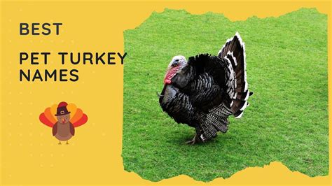 25 Best Pet Turkey Names 🦃 Female, Male, Cute, Funny - YouTube