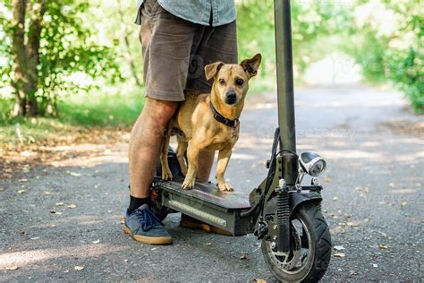 Close up feet of a man in sneakers made stop stand with his small dog on electric scooter in a ...