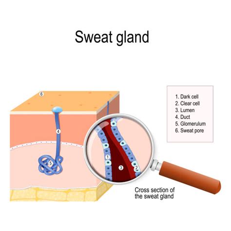 200+ Sweat Glands Stock Illustrations, Royalty-Free Vector Graphics & Clip Art - iStock