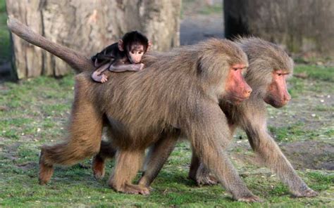 old world monkeys - Monkey Facts and Information