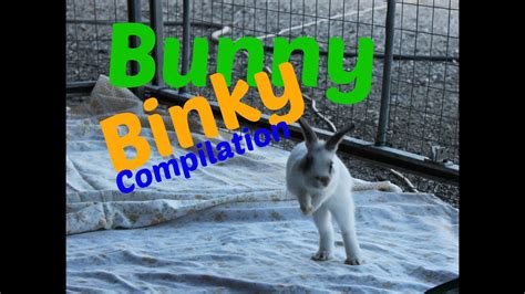 Bunny Binky Compilation - YouTube