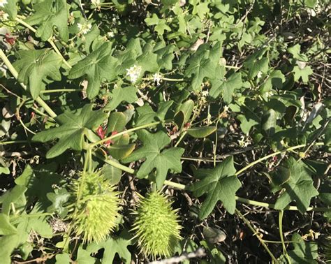 Species Spotlight: Wild Cucumber (Marah macrocarpa) - Cabrillo National Monument (U.S. National ...