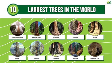 The 10 Largest Trees in the World - A-Z Animals