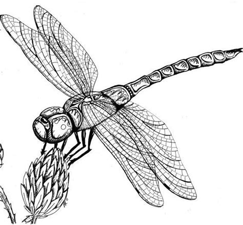 Dragonfly on Milkweed Original Pen Ink by MenaceCreations | Dragonfly ...