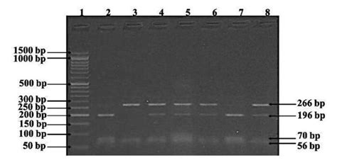 What is a DNA ladder? And How To Prepare It? (A Complete Protocol)