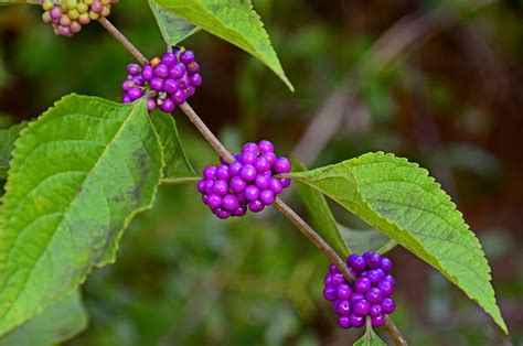 365 in Texas ~ 2014: Day 203 ~ Purple Berries