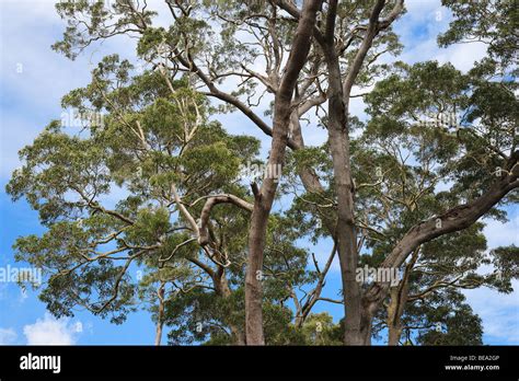 Koa tree in Hawaii Stock Photo - Alamy