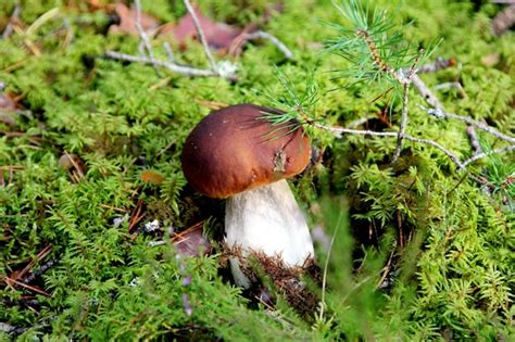 Premium Photo | Edible mushrooms growing in a forest during autumn