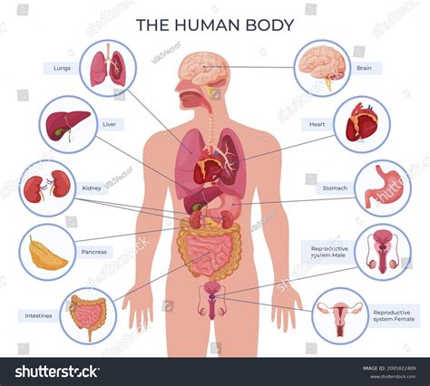 Diagrama De órganos Del Cuerpo Humano Femenino