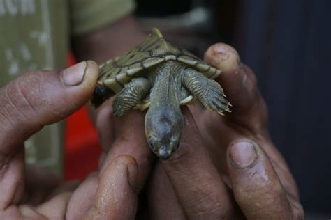 Early Success for #LacosteSaveOurSpecies Funded Burmese Roofed Turtles Project - IUCN SOS