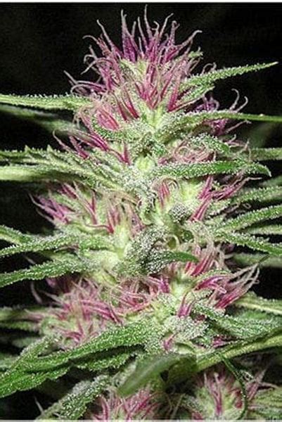 Panama Red – Mandala Seeds Shop